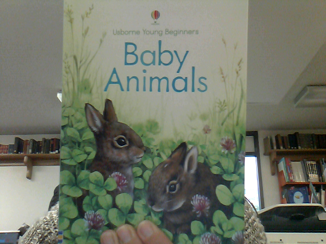 Baby Animals : Usborne Young Beginners